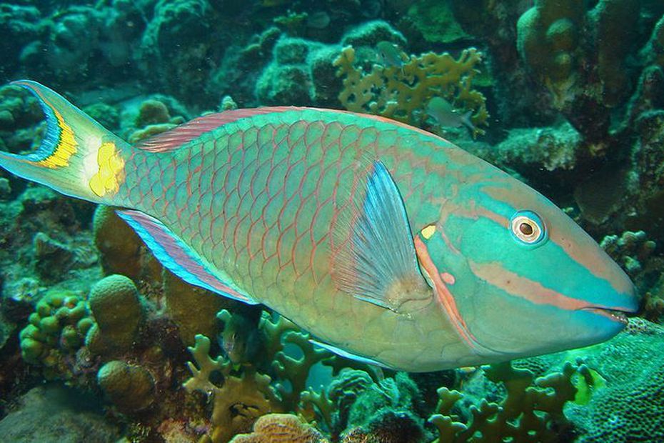 La pêche du poisson perroquet interdite à Saint-Vincent et les Grenadines – Martinique la 1ère