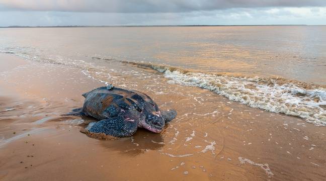 Survivre ou se reproduire, les tortues luth face au défi climatique ?