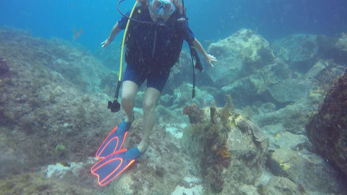 Regarder Cette tortue paisible sait que les plongeurs la respectent ! A Sainte Lucie et aux Grenadines où les gens mangent cet animal, les tortues se sauvent dès qu’on approche à moins d’une dizaine de mètres…