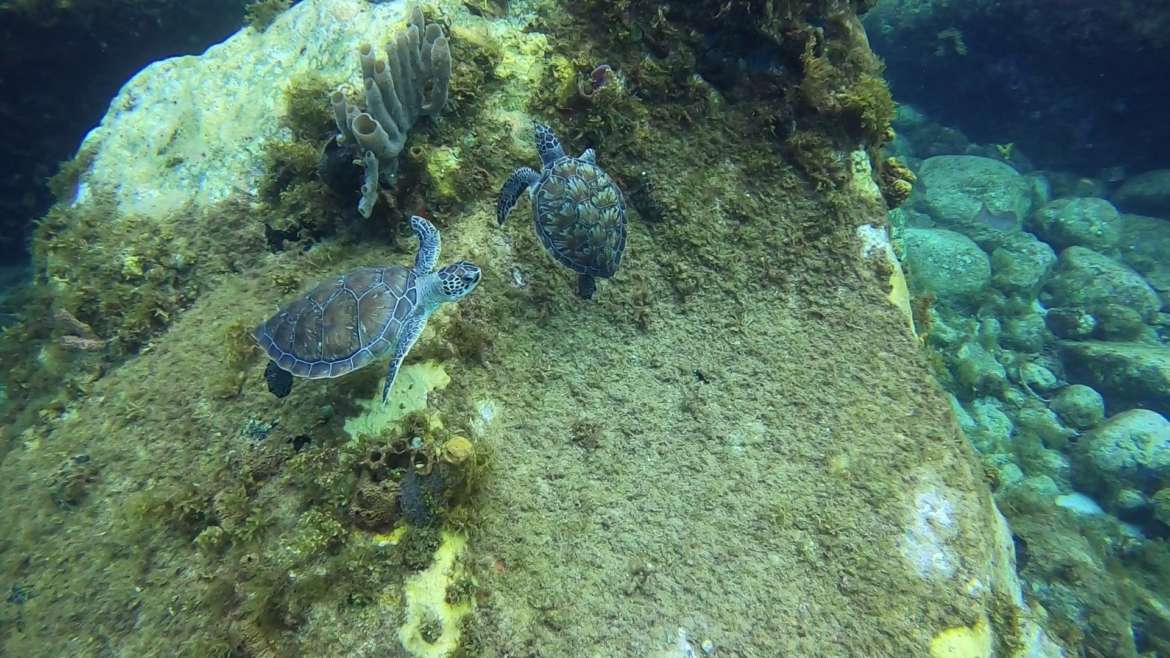 Regarder Double tortue sur la Pointe Lézarde en Martinique : la classe pour un baptême de plongée !