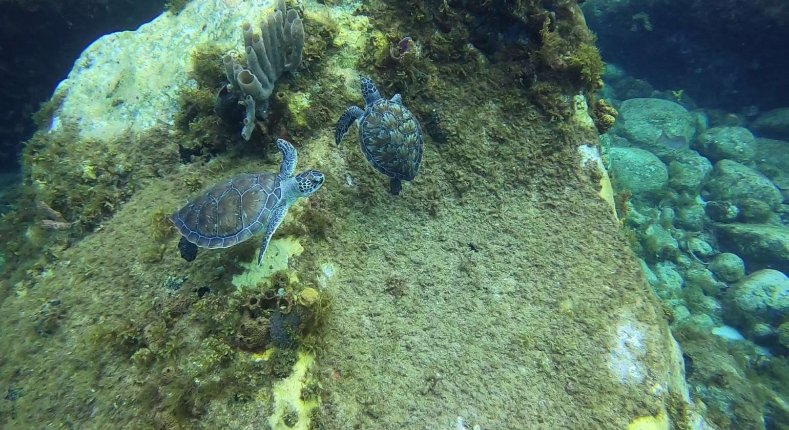 Regarder Double tortue sur la Pointe Lézarde en Martinique : la classe pour un baptême de plongée !