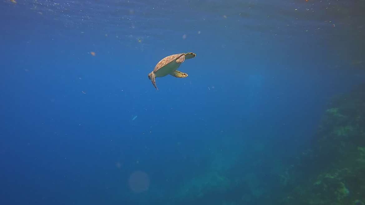 Une tortue verte vient faire la belle pendant un baptême de plongée depuis notre catamaran : la classe !