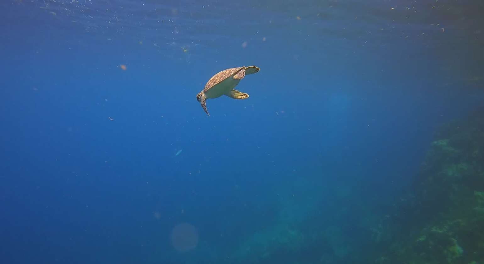 Une superbe tortue verte vient faire la belle pendant un baptême de plongée depuis notre catamaran : la classe !
