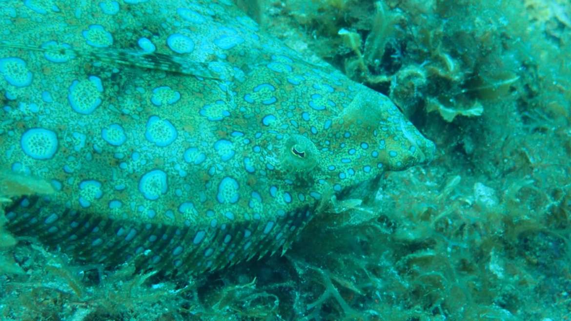 Le carrelet : ce poisson plat est assez fréquemment observé aux Anses d'Arl…