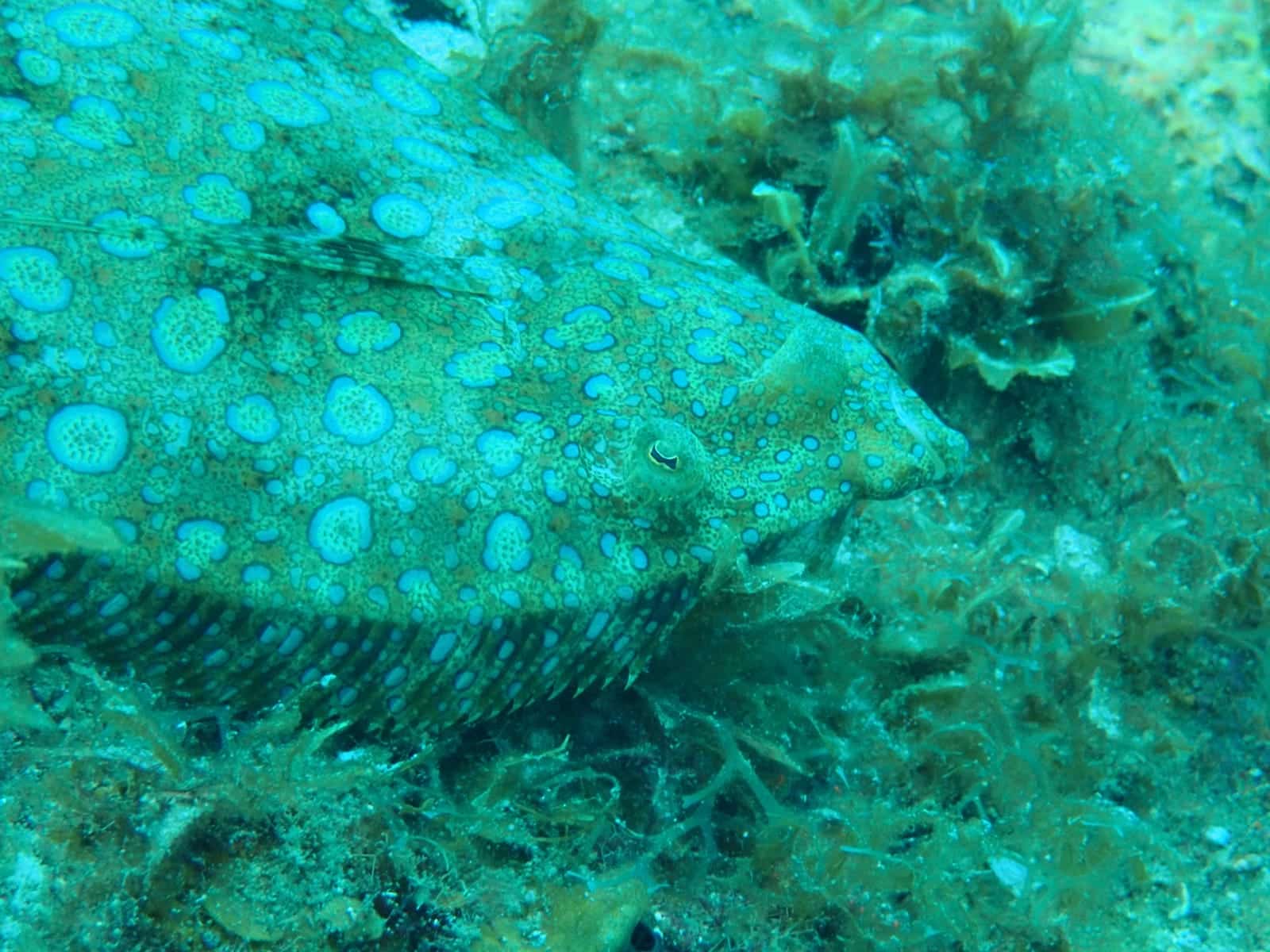 Le carrelet : ce poisson plat est assez fréquemment observé aux Anses d'Arl…